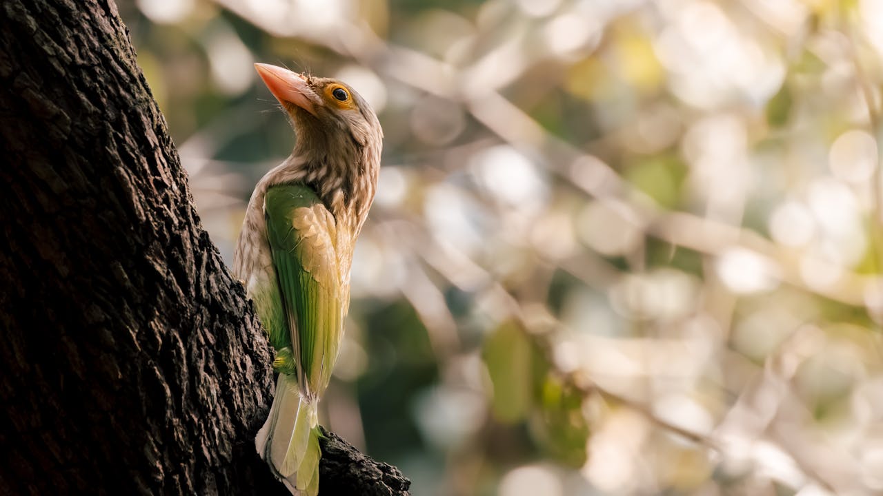 Wildlife & Wilderness Nagaland