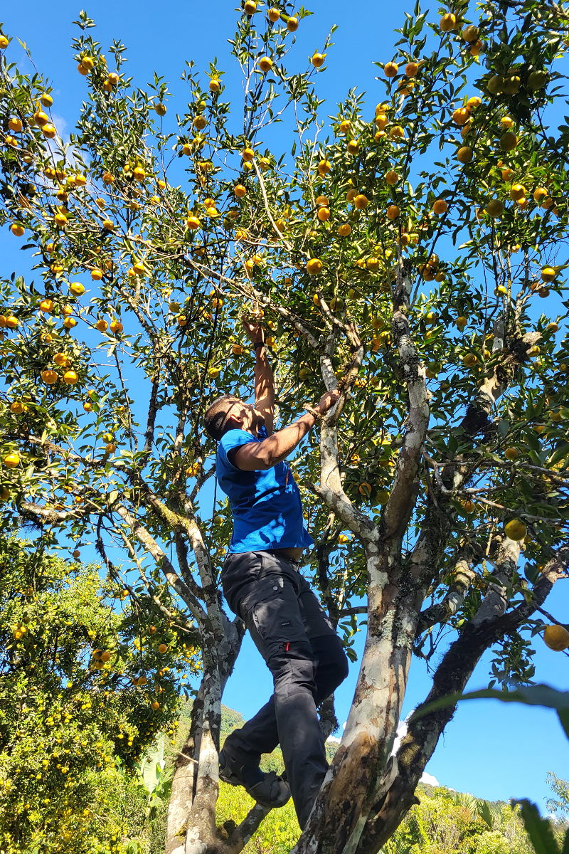 Plucking Oranges in Simong, Upper Siang Arunachal Pradesh