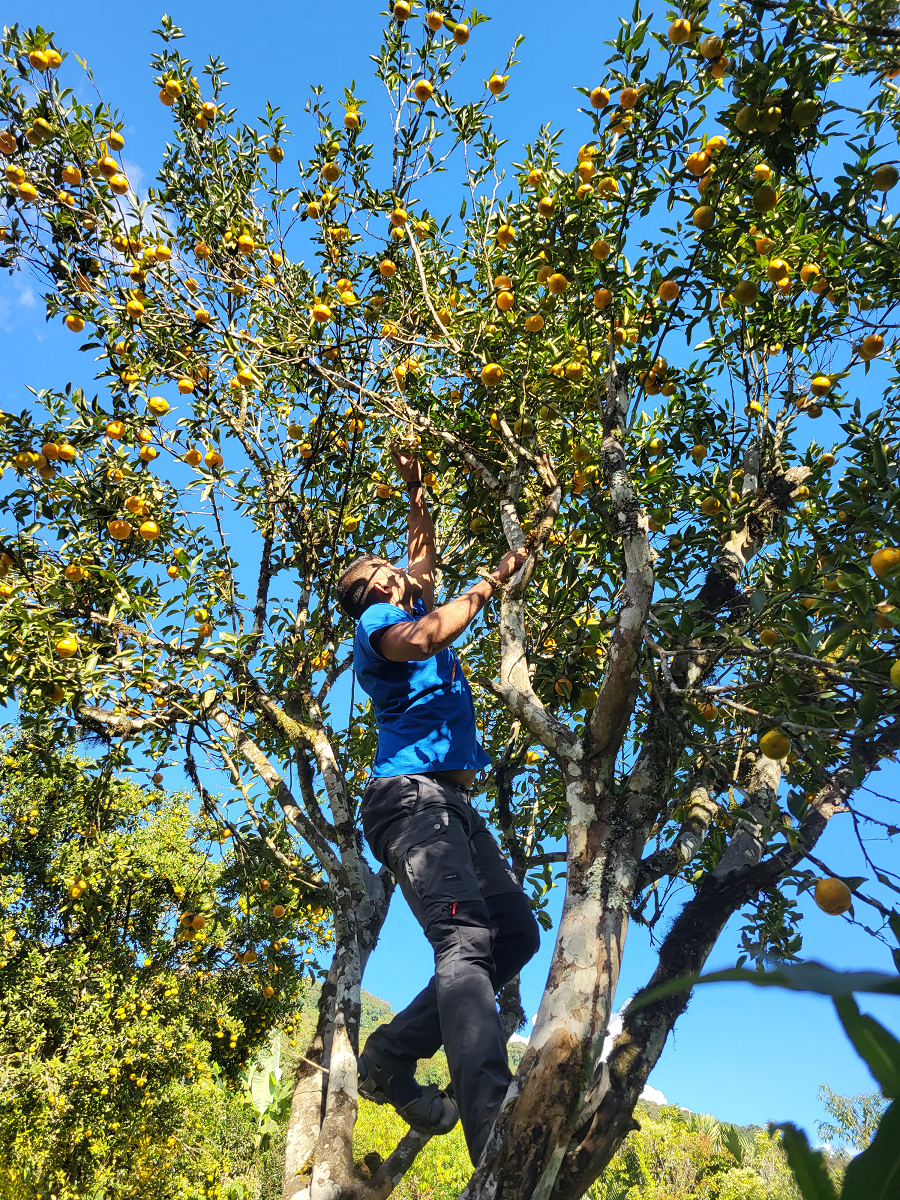 Plucking Oranges in Simong, Upper Siang Arunachal Pradesh