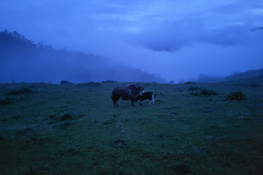 Yak in a no mans land of Arunachal Pradesh