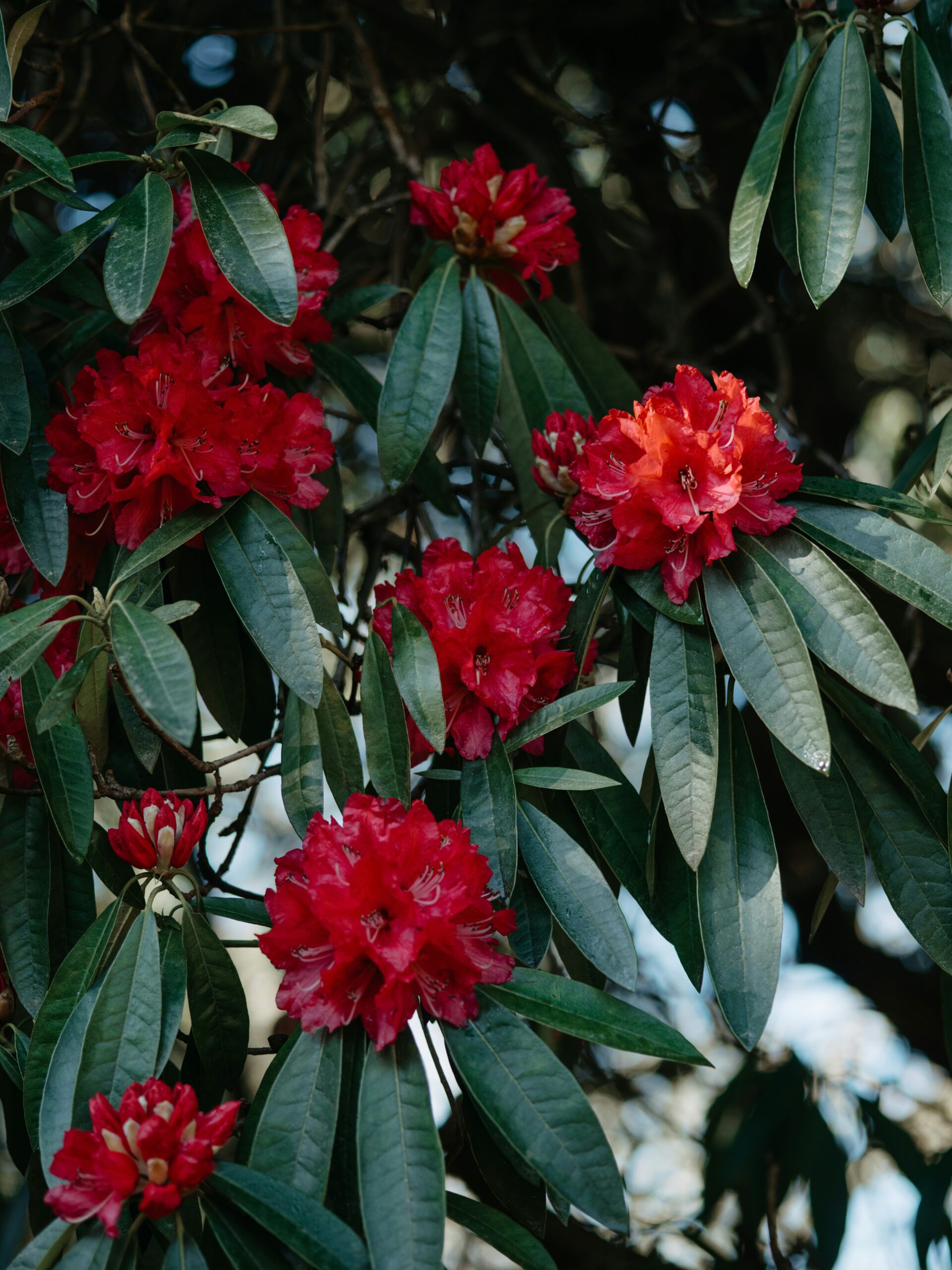 rhododendron story of Shergaon